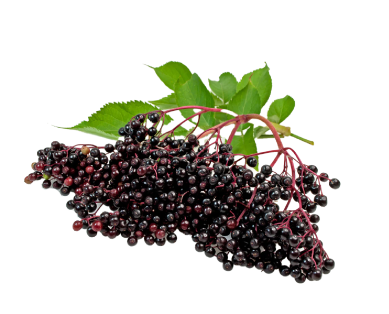 Elderberry